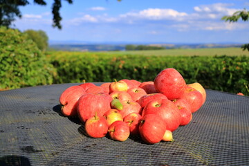 ripe red apples on a table in the garden