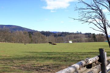 several horses grazing on a sunny meadow