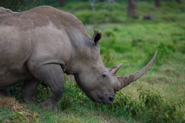 Obraz premium White rhinos roaming and feeding on grass at Lake Nakuru National Park in Kenya, Africa