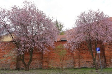 around the church "St. Marien" at the "Kloster Lehnin" ("Lehnin Abbey"), Brandenburg, Germany