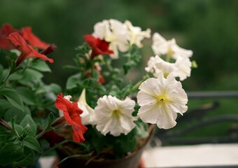 Colourful flowers. Petunias are fragrant and delicate flowers. The arrival of summer. Photo 3.