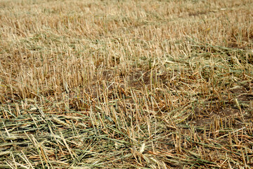 Close-up a uncultivated agricultural field with dry wheat stalks.