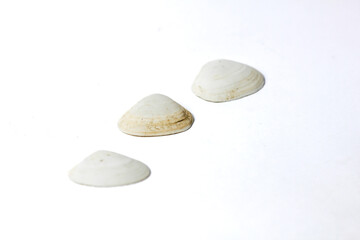 a collection of oyster shells isolated on a white background, pearl oyster shells