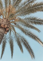 Fototapeta premium Palm Tree Against Light Blue Sky