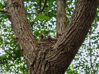 Fieldfare chicks siting in the nest waiting for their mother bird to bring food with opened yellow...