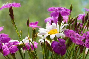 Close-up photo of a bouquet of Dianthus campestris with Chamomile flowers on a blurred green background