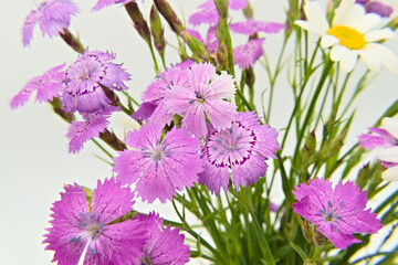 Close-up photo of a bouquet of Dianthus campestris with Camomile flowers