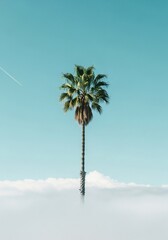 Tropical palm with light background