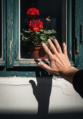 Geraniums in Window, Reach for Beauty