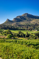 Scenic Views Across the Constantia Valley Vineyards, Cape Town, South Africa © danedwards