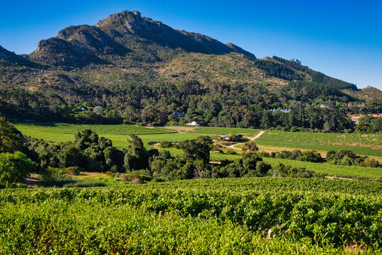 Scenic Views Across the Constantia Valley Vineyards, Cape Town, South Africa