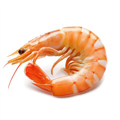 Cooked shrimp isolated white background with vibrant orange color