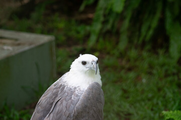 White-bellied Sea Eagle with Green Background