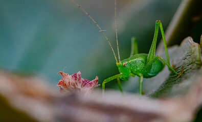 grasshopper on a leaf