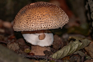 mushrooms in the forest