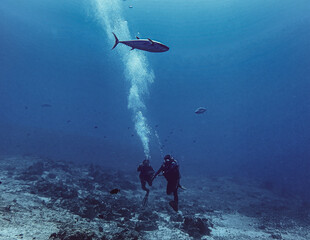scuba diver in the sea