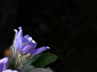 Close-up of a purple pasque flower blooming in early spring, highlighted dramatically against a...