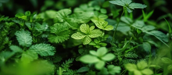 Obraz premium Lush green ground cover creates a serene and vibrant natural background