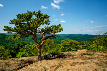 Stony Point, NY - US - Jul 3, 2025 A gnarled tree with lush foliage stands atop a rocky outcrop,...