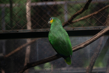 Blue-Fronted Amazon Parrot Perched on a Branch2