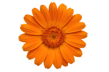 Vibrant orange flower blooming fully, displaying delicate petals and intricate botanical structure against transparent background