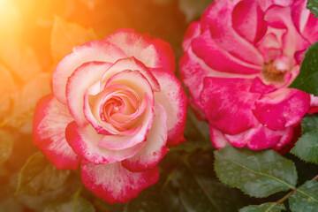 Roses Flowers Blooms: Two pink and white roses blooming outdoors, daylight, capturing floral beauty.