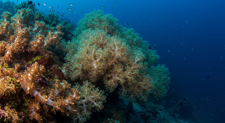 Fototapeta premium Vibrant coral reef teeming with life under the ocean's , showcasing diverse marine flora and fauna in a breathtaking underwater scene.