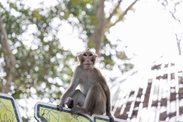 Monkey sitting on a sign with a bright painting in the zoo under bright light
