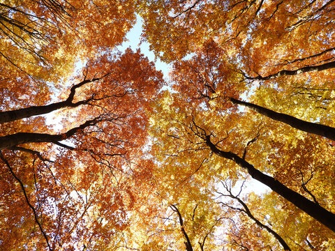 Looking up at tall trees with golden and orange autumn leaves against a bright sky. The image captures the vibrant colors and peaceful atmosphere of a fall forest canopy.