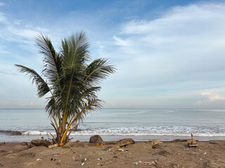 Palm Tree on Sandy Tropical Beach