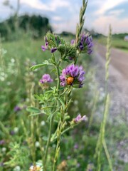 Ladybug on Wildflower in Summer Field