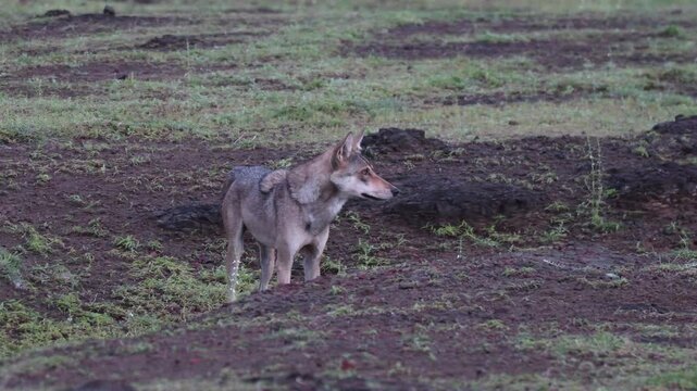 An indian gray wolf roaming freely in the grasslands on the outskirts of Bhigwan city in Maharastra
