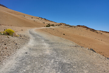 Yellow flower on Teide slope