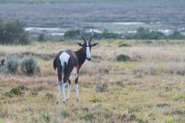 Bontebok In The Wild