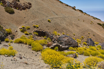 Yellow flowers on volcanic trail