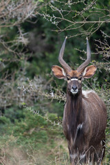 The lowland nyala or simply nyala (Tragelaphus angasii)
