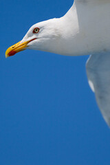 close up of a seagull in flight