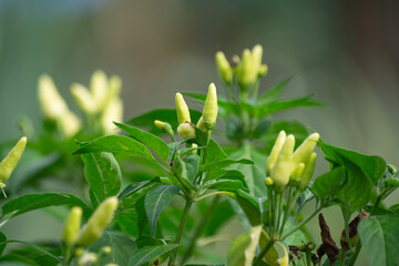 Obraz premium Young Yellowish-Green Chili Peppers on the Stem 2