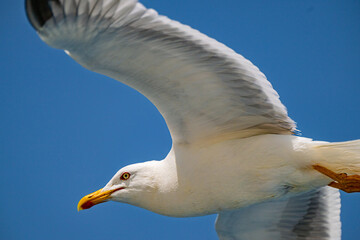 seagull on blue sky