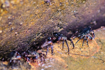 crabs on the dock closeup