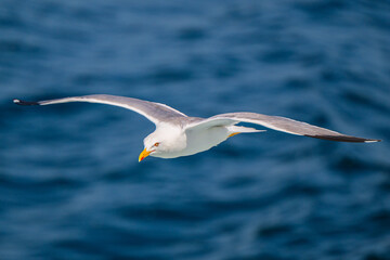 seagull in flight