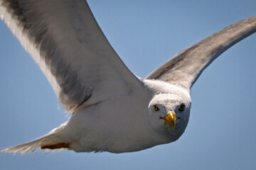 seagull flying in the sky staring at camera