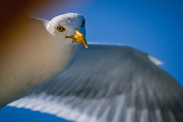 closeup staring seagull in flight