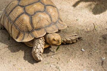 Tortoise crawling on the sand in a zoo, enjoying the warm sun