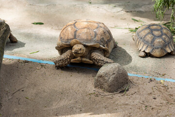 Tortoise crawling past a rock in a zoo habitat on a sunny day