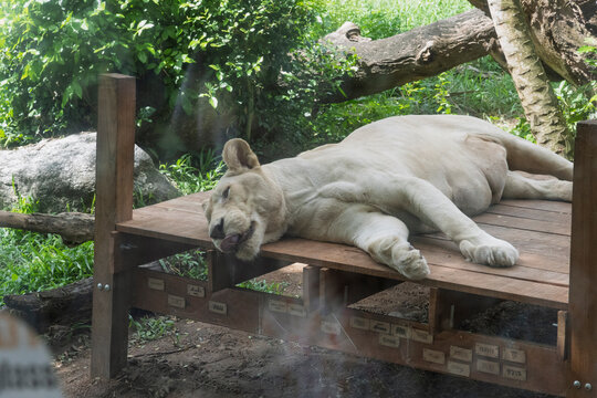 Lion resting on a wooden platform in the zoo, relaxing in the shade - Powered by Adobe