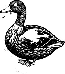 duck on white background