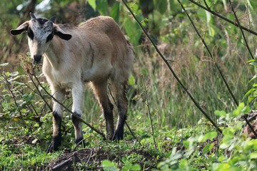 Young wild Australian deer in the grass, a mammal with soft brown fur and large ears