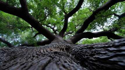 Obraz premium Lush, green tree with intricately patterned branches and leaves