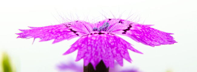 Macro photo of violet Dianthus campestris flower